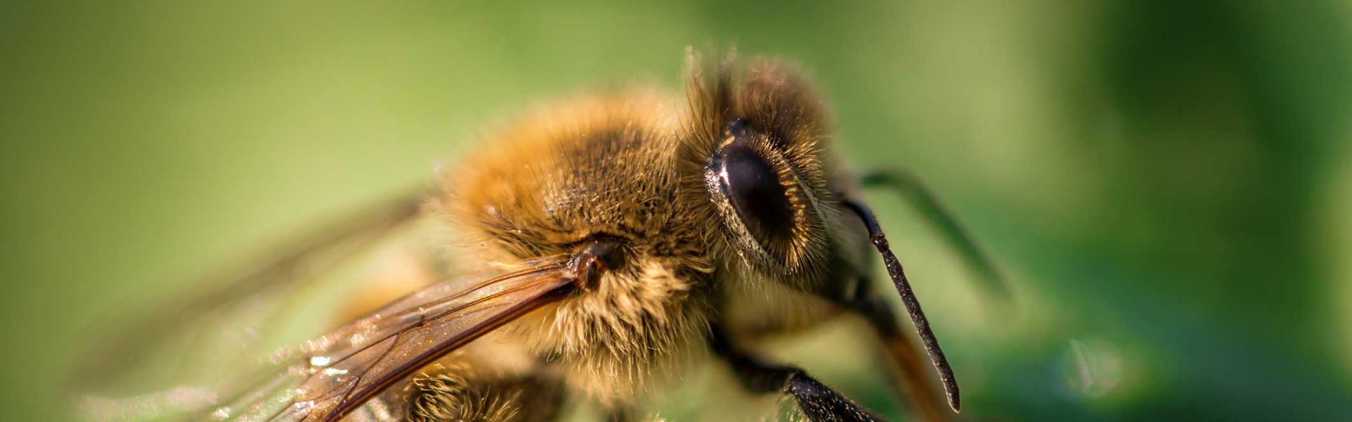 Une abeille